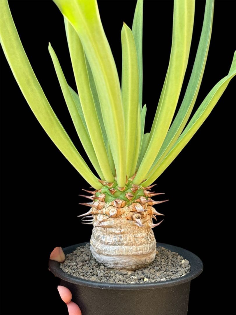 ユーフォルビア　サピニー