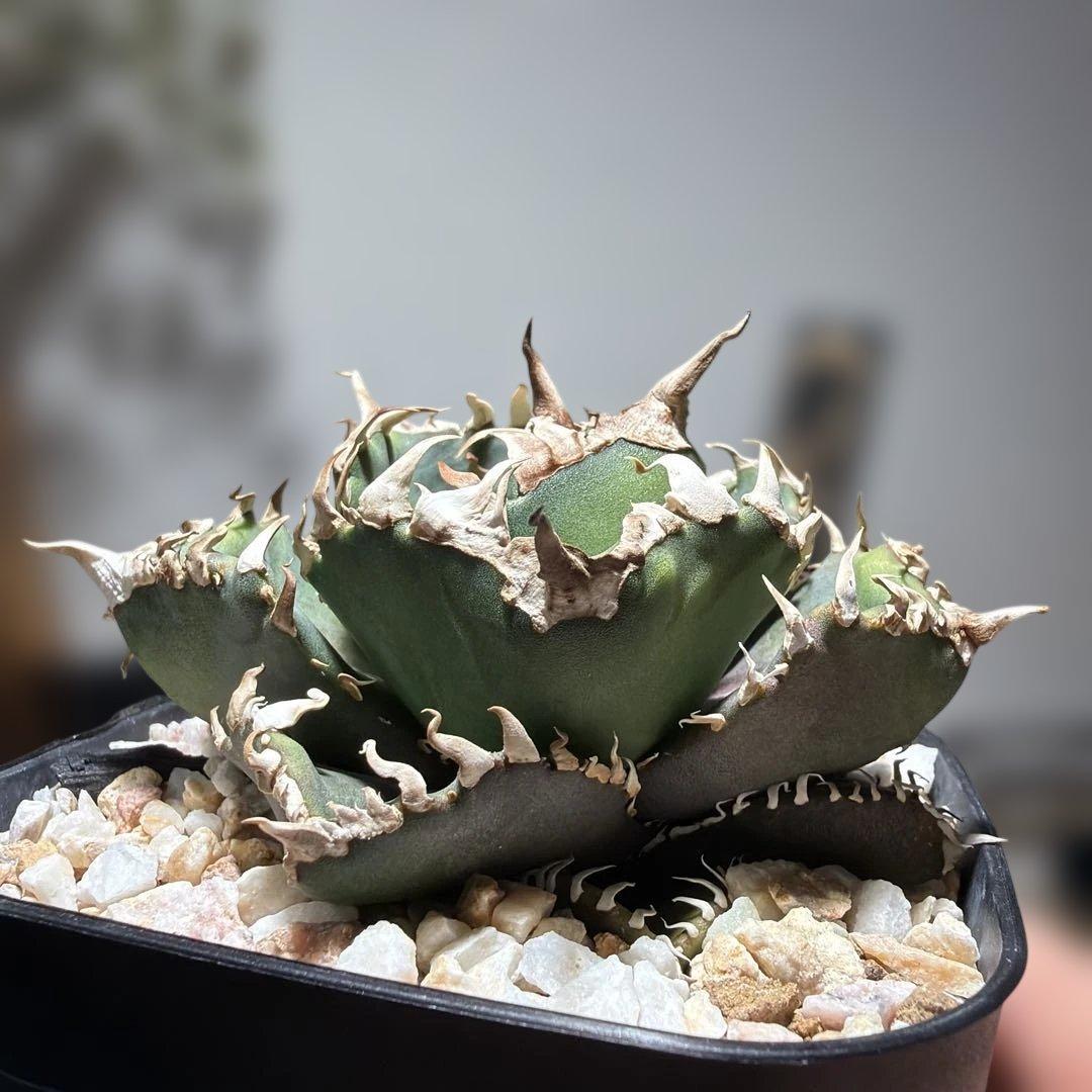 アガベチタノタ　金剛　キングコング　龍球会産OC ライセンスプランツさん株