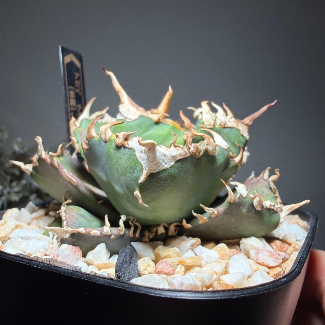 アガベチタノタ　金剛　キングコング　龍球会産OC ライセンスプランツさん株