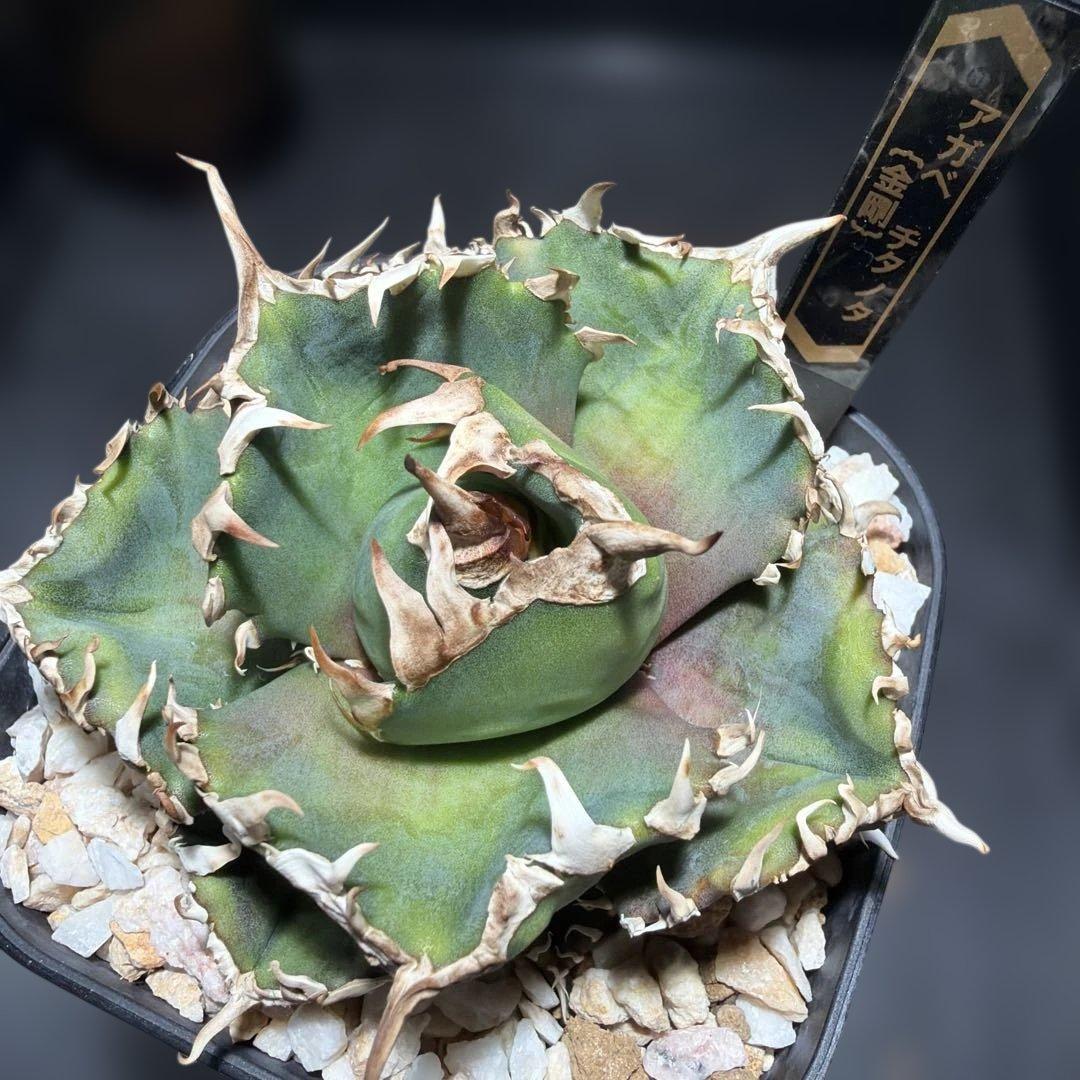 アガベチタノタ　金剛　キングコング　龍球会産OC ライセンスプランツさん株