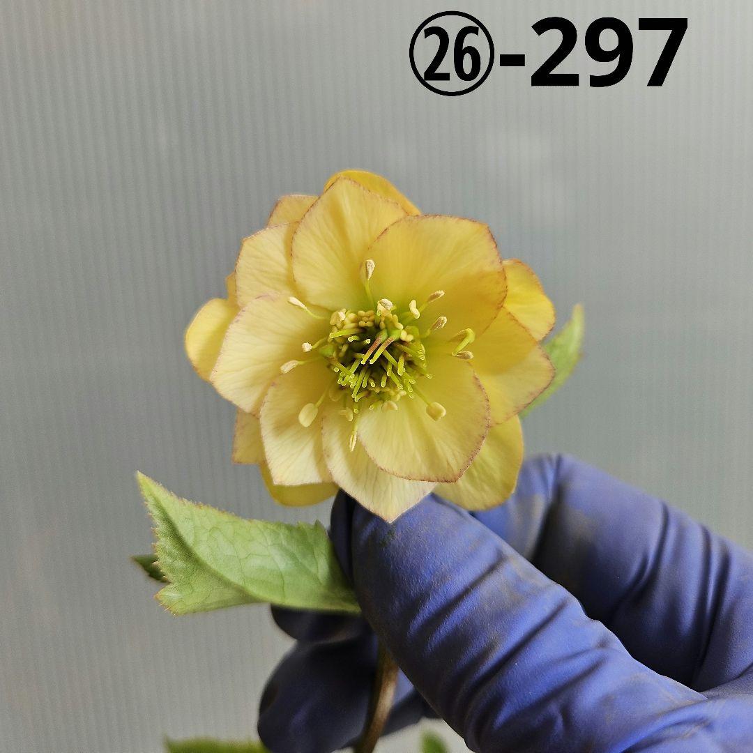 ✿㉖-297クリスマスローズ