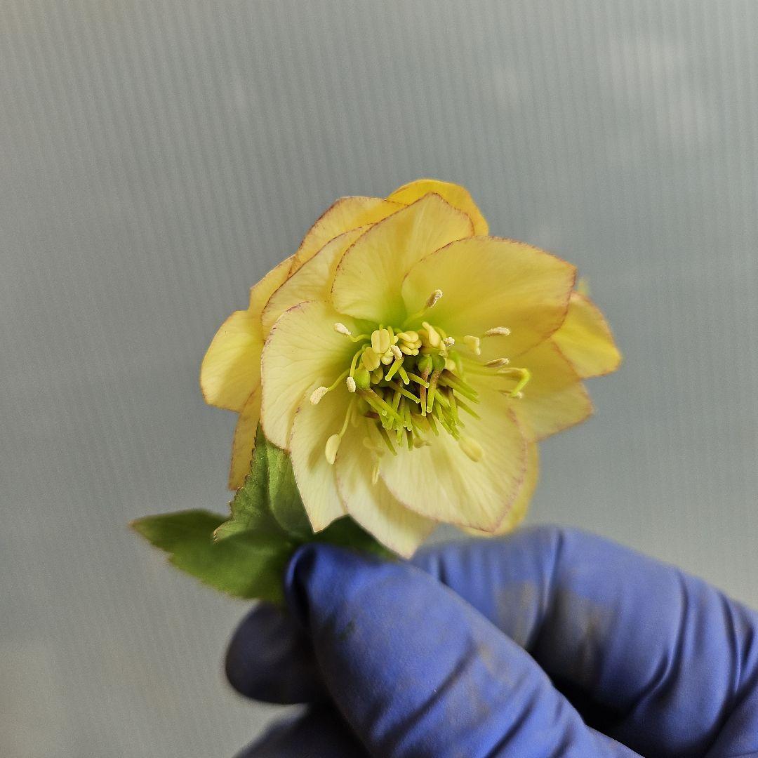 ✿㉖-297クリスマスローズ