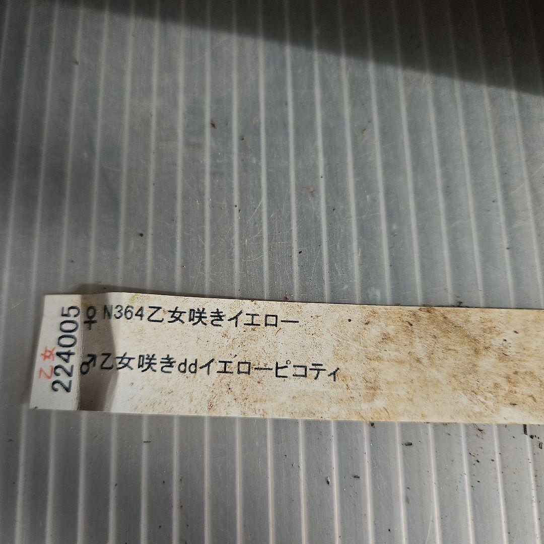 ✿㉖-297クリスマスローズ