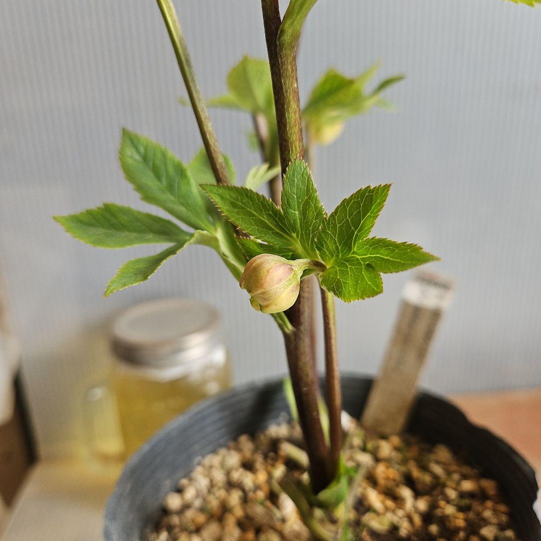 ✿㉖-297クリスマスローズ