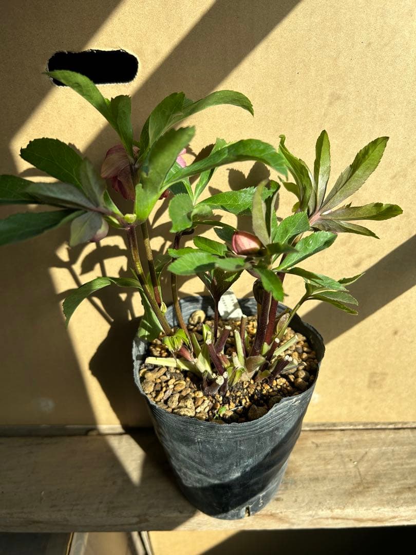 加藤農園 クリスマスローズ ゴールド系 同梱推奨