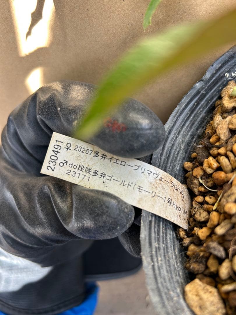 加藤農園 クリスマスローズ ゴールド系 同梱推奨