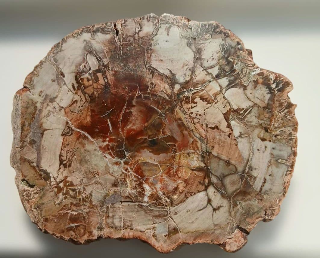 ペトリファイドウッド 珪化木 スライス プレート 天然石 616g ペトリ