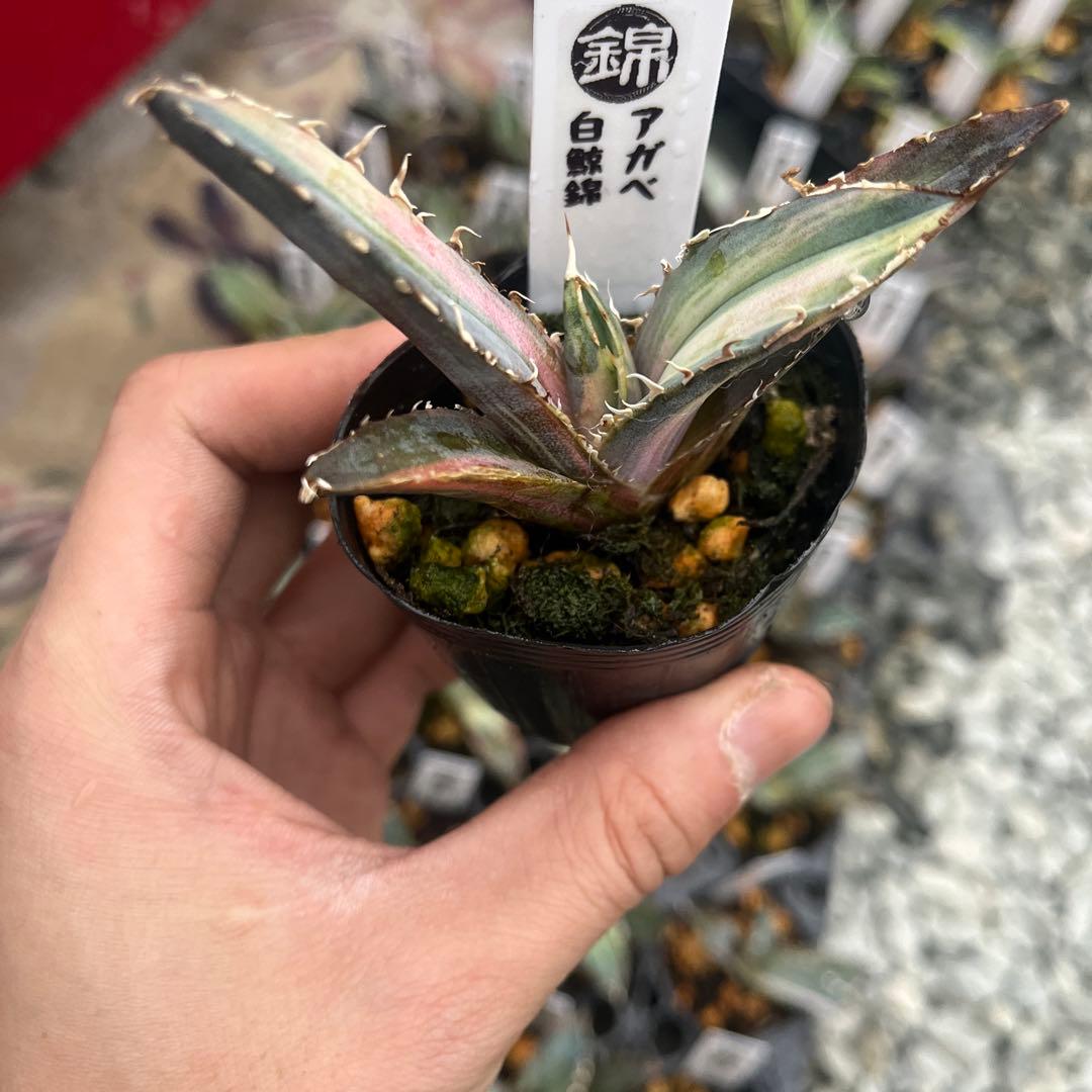 アガベ白鯨錦斑入り抜き苗発送 - メルカリ