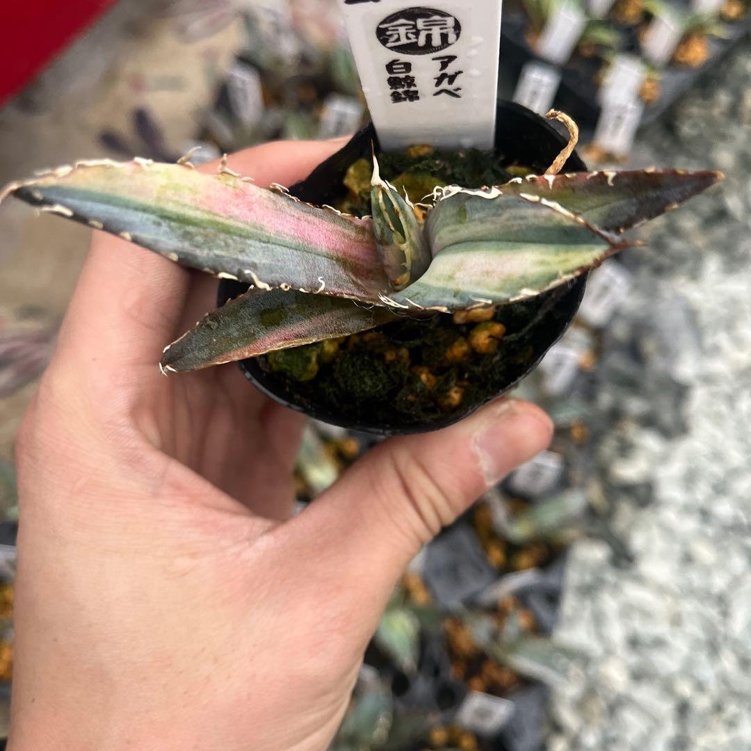 アガベ白鯨錦斑入り抜き苗発送 - メルカリ