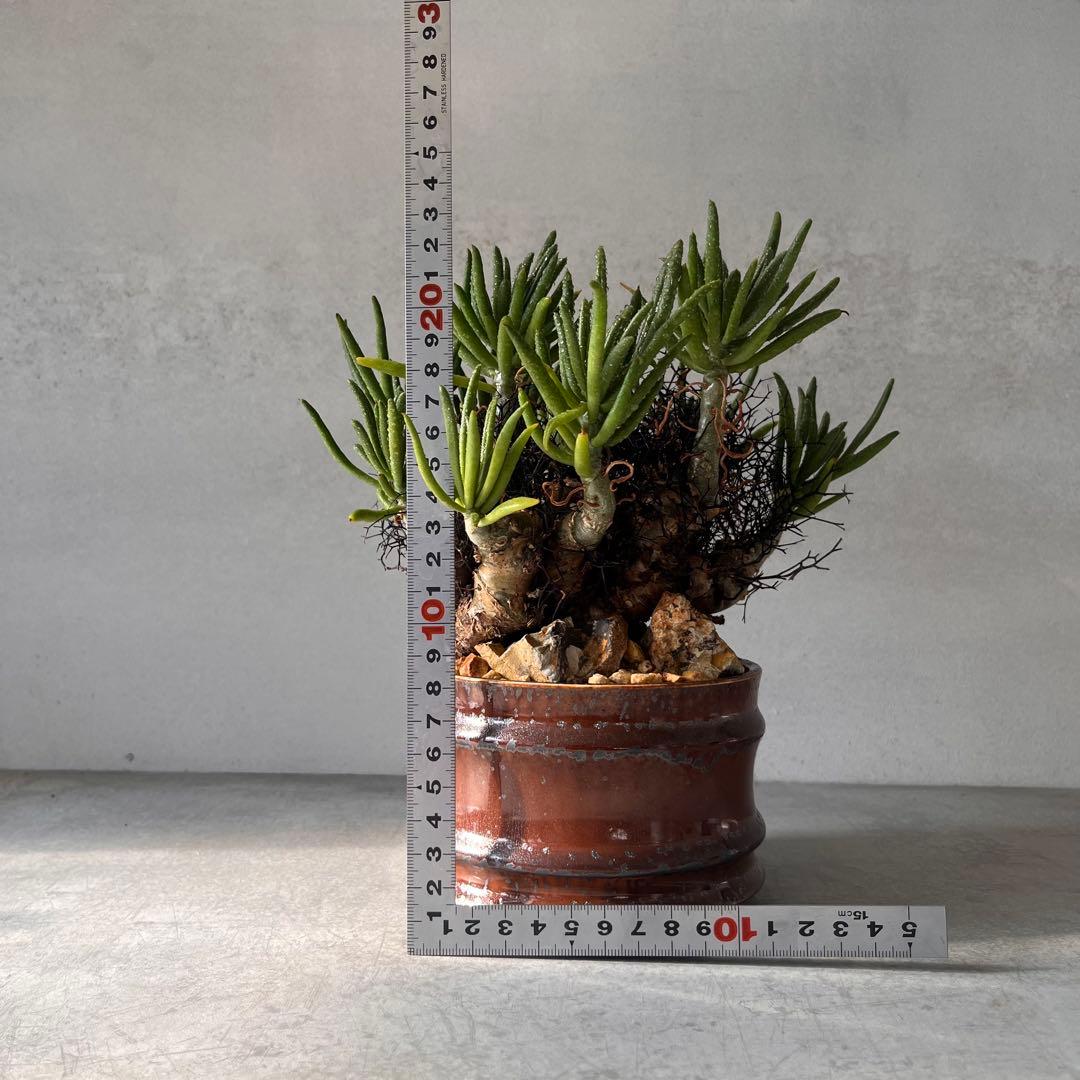 S*y様 大株　チレコドン　レティキュラータス　万物想　 現地球　発根済　陶器鉢