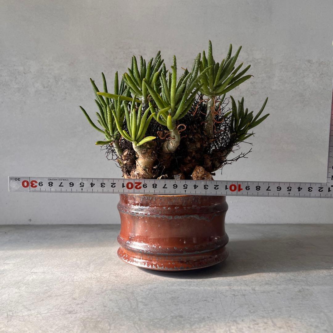 S*y様 大株　チレコドン　レティキュラータス　万物想　 現地球　発根済　陶器鉢