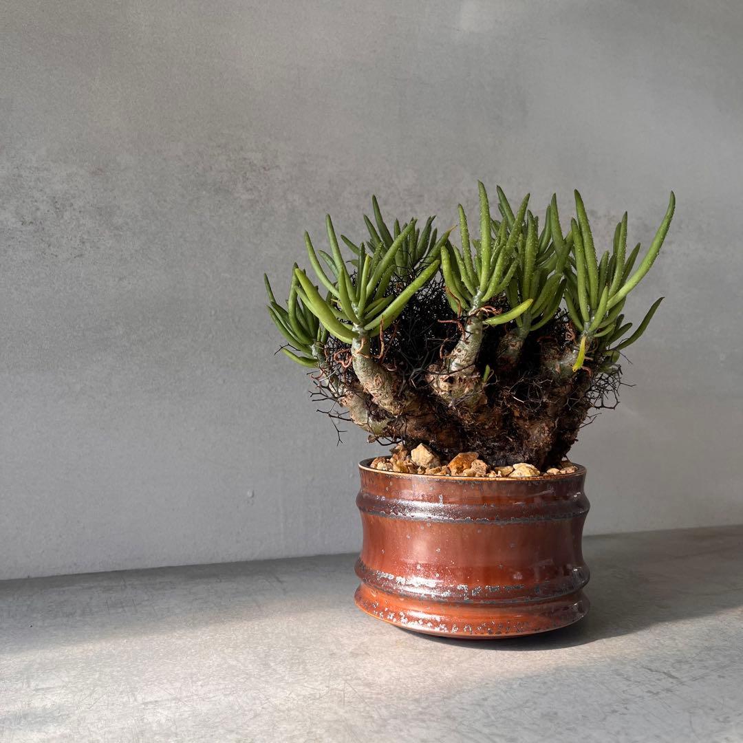 S*y様 大株　チレコドン　レティキュラータス　万物想　 現地球　発根済　陶器鉢