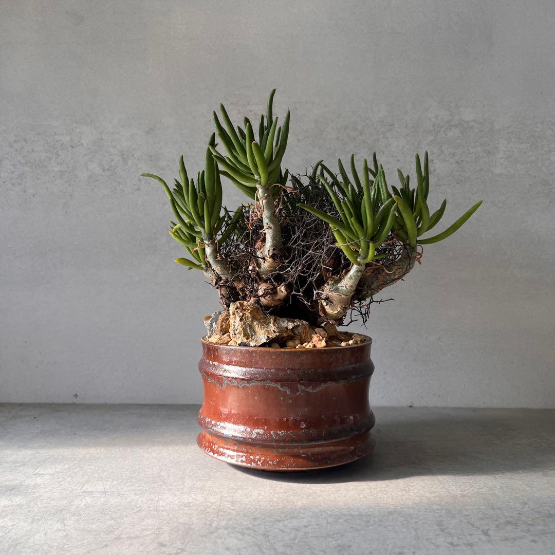 S*y様 大株　チレコドン　レティキュラータス　万物想　 現地球　発根済　陶器鉢