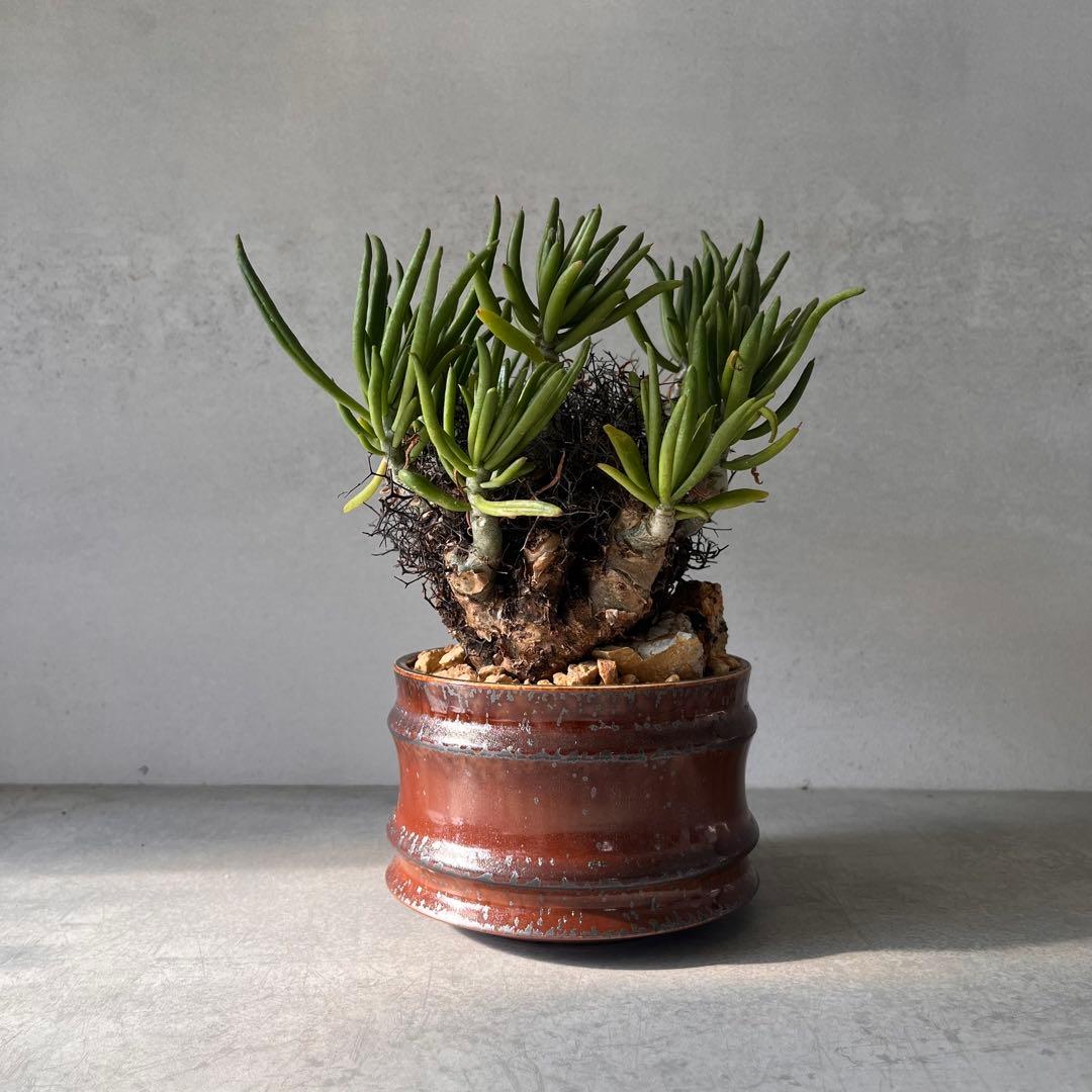 S*y様 大株　チレコドン　レティキュラータス　万物想　 現地球　発根済　陶器鉢