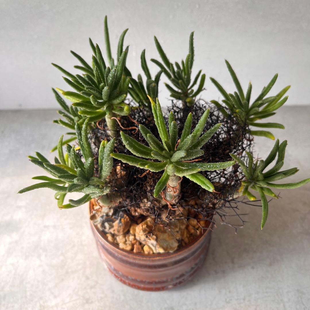 S*y様 大株　チレコドン　レティキュラータス　万物想　 現地球　発根済　陶器鉢