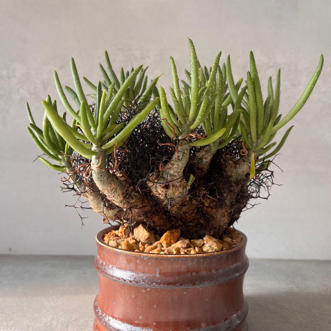 S*y様 大株　チレコドン　レティキュラータス　万物想　 現地球　発根済　陶器鉢