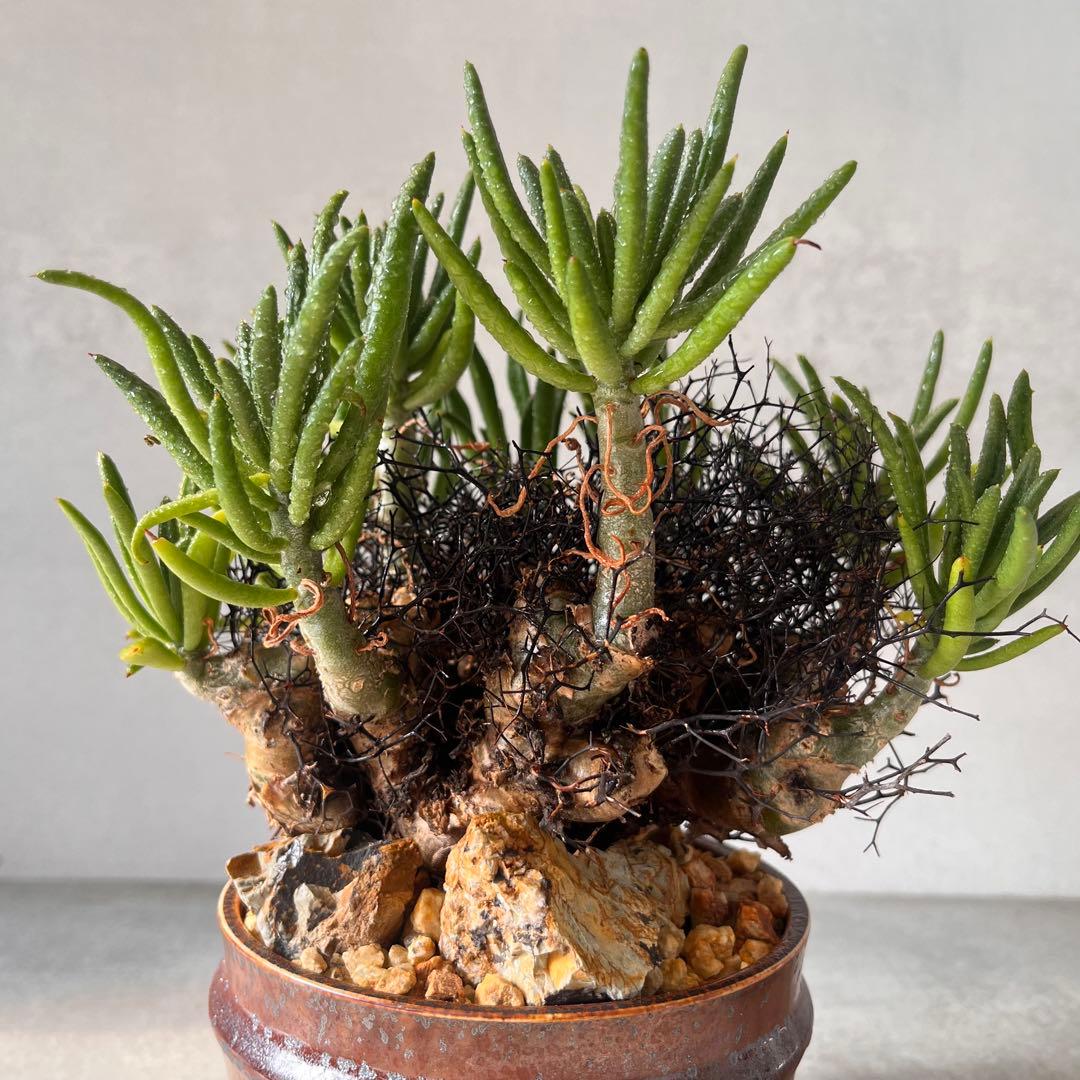 S*y様 大株　チレコドン　レティキュラータス　万物想　 現地球　発根済　陶器鉢