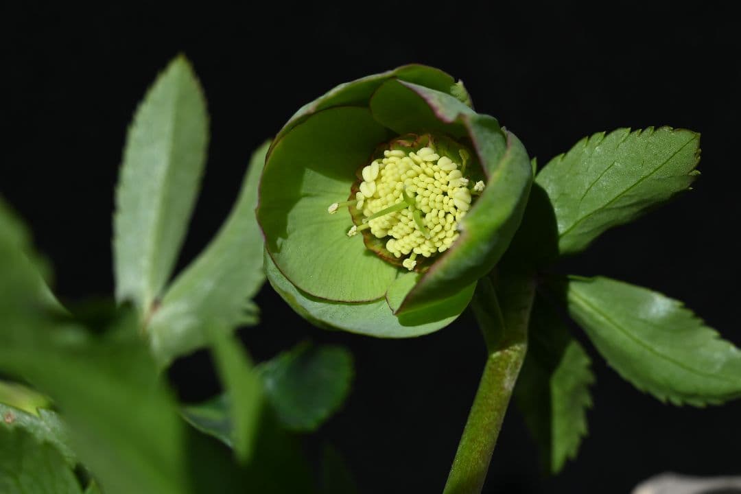 クリスマスローズ　訳あり認定Wild　Collection　加藤農園