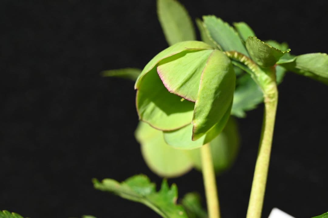 クリスマスローズ　訳あり認定Wild　Collection　加藤農園