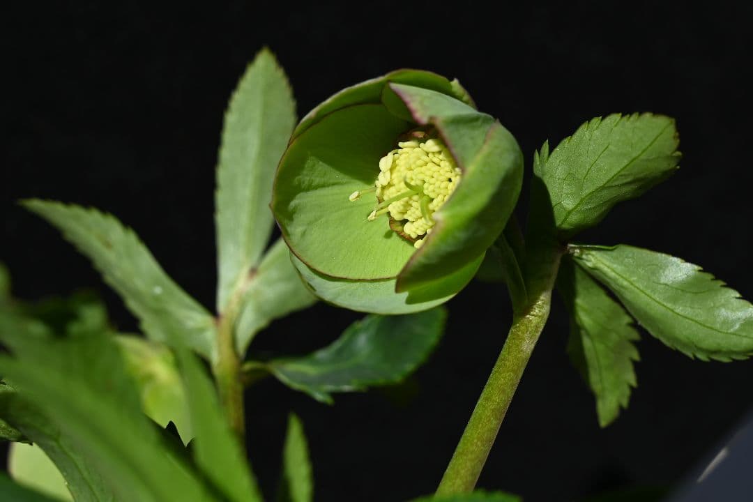 クリスマスローズ　訳あり認定Wild　Collection　加藤農園