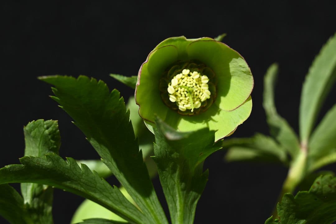 クリスマスローズ　訳あり認定Wild　Collection　加藤農園