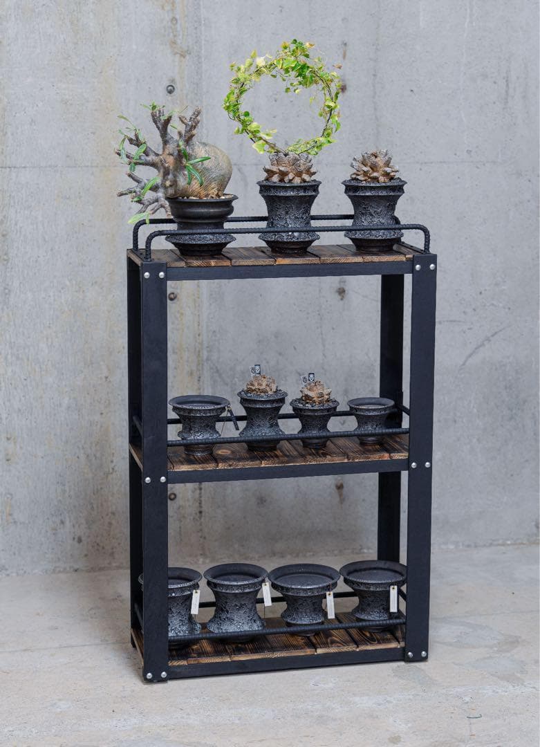 男前インテリア　植物棚　棚　収納　国産桧　ディスプレ　アガベ　塊根植物 922