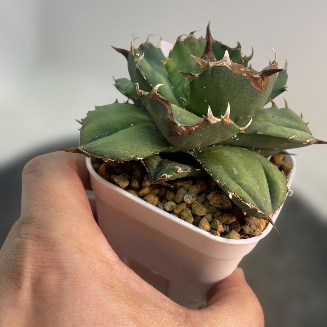 アガベ チタノタ バトルアクス バトルアックス 大きめ - メルカリ