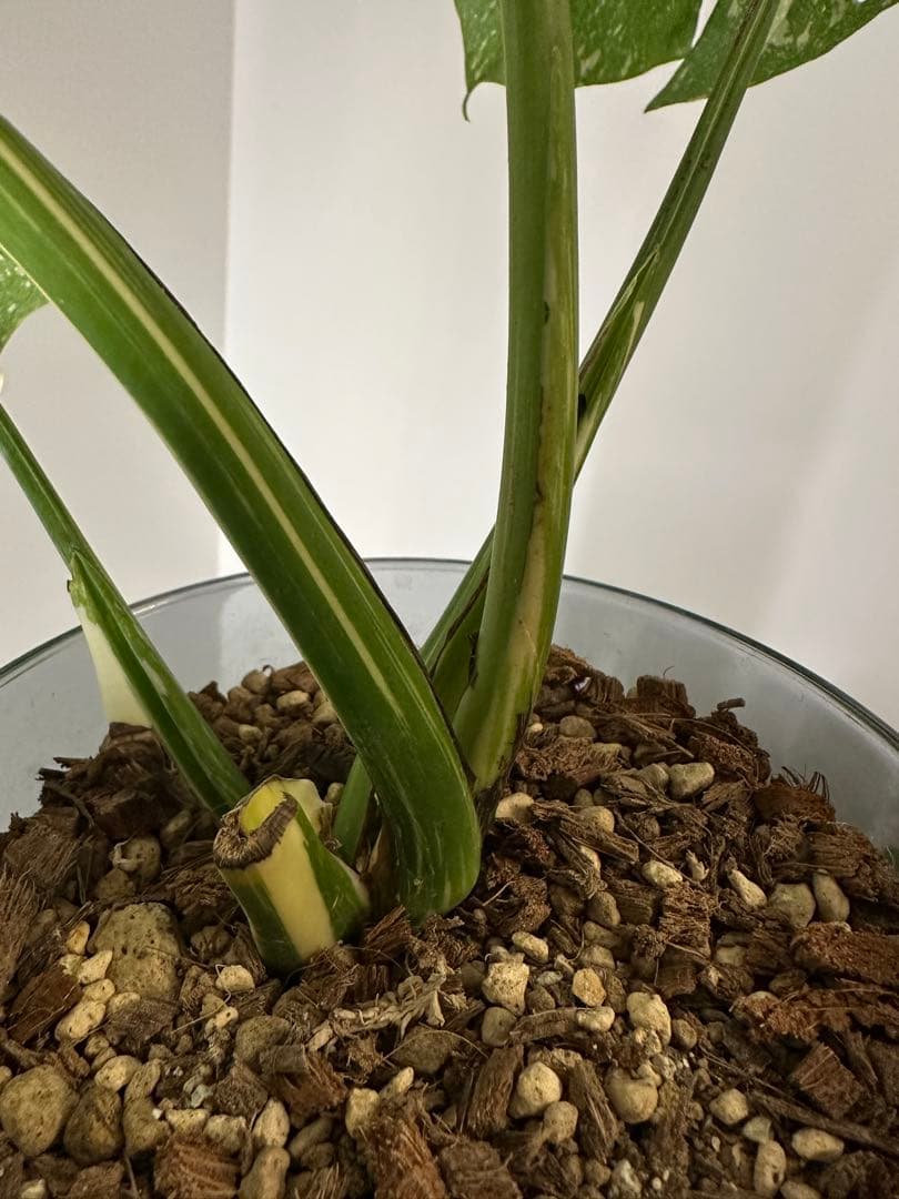 モンステラデリシオーサクリームブリュレ5号鉢 中株