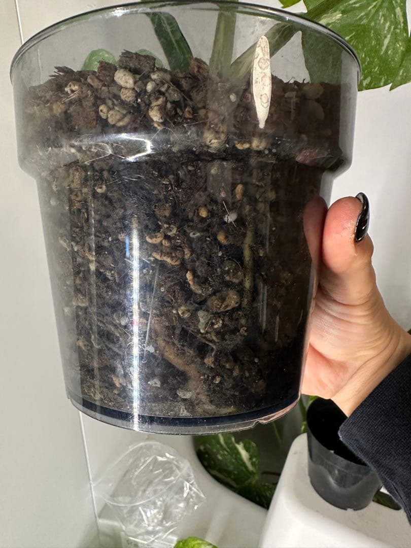 モンステラデリシオーサクリームブリュレ5号鉢 中株