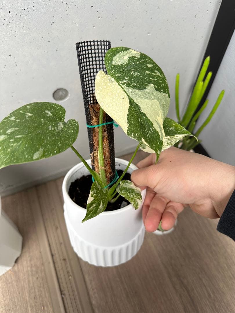 モンステラデリシオーサクリームブリュレ5号鉢 中株