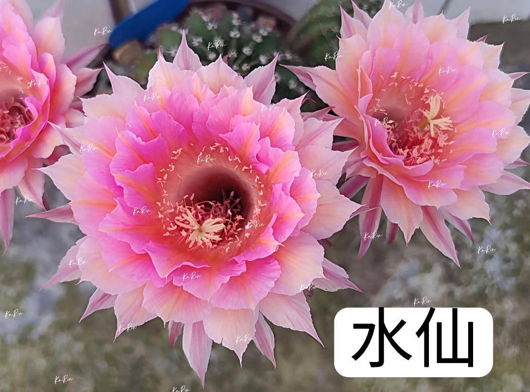 56-水仙 花サボテン エキノプシス属 八重咲き 群開大輪咲き 花10-12cm