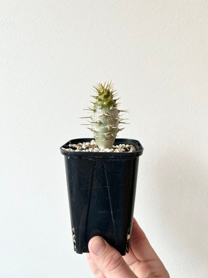 パキポディウム　アンボンゲンセ　国内実生株