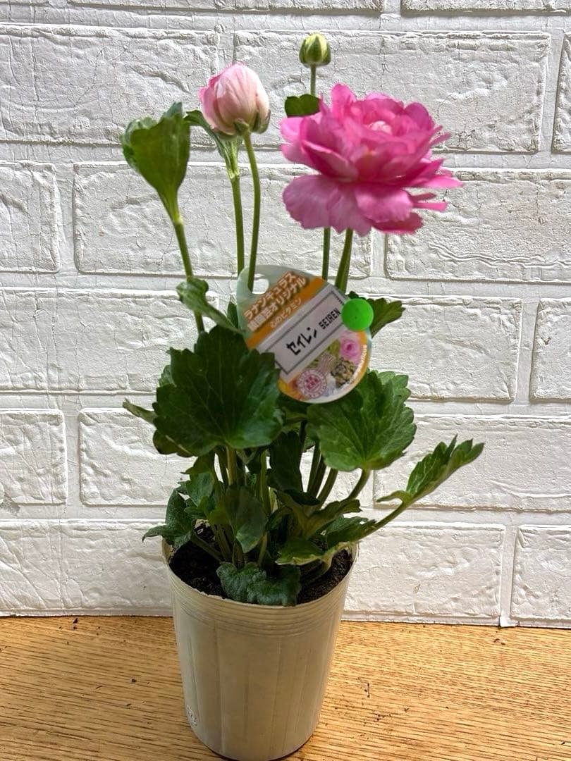 レア♡ラナンキュラス♡セイレン♡3.5号♡メルカリ便 - メルカリ