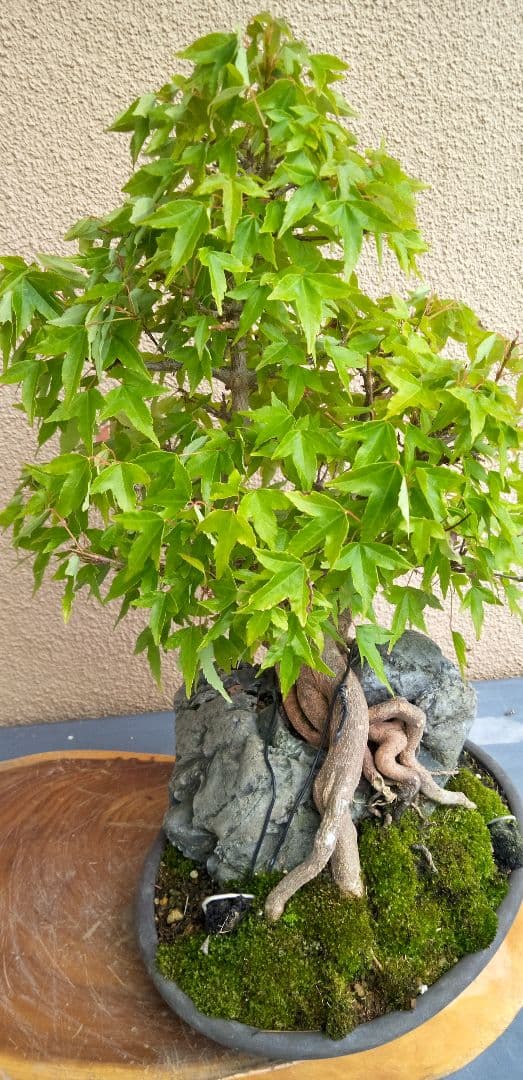 貴風盆栽石付きの楓