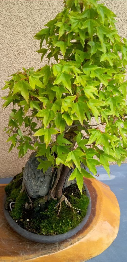 貴風盆栽石付きの楓