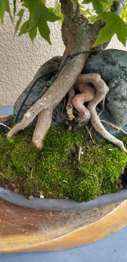 貴風盆栽石付きの楓