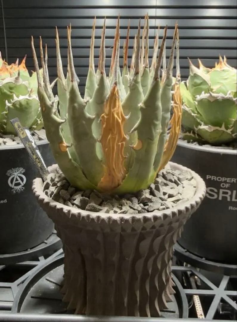 エボリスピナ　現地球　発根済