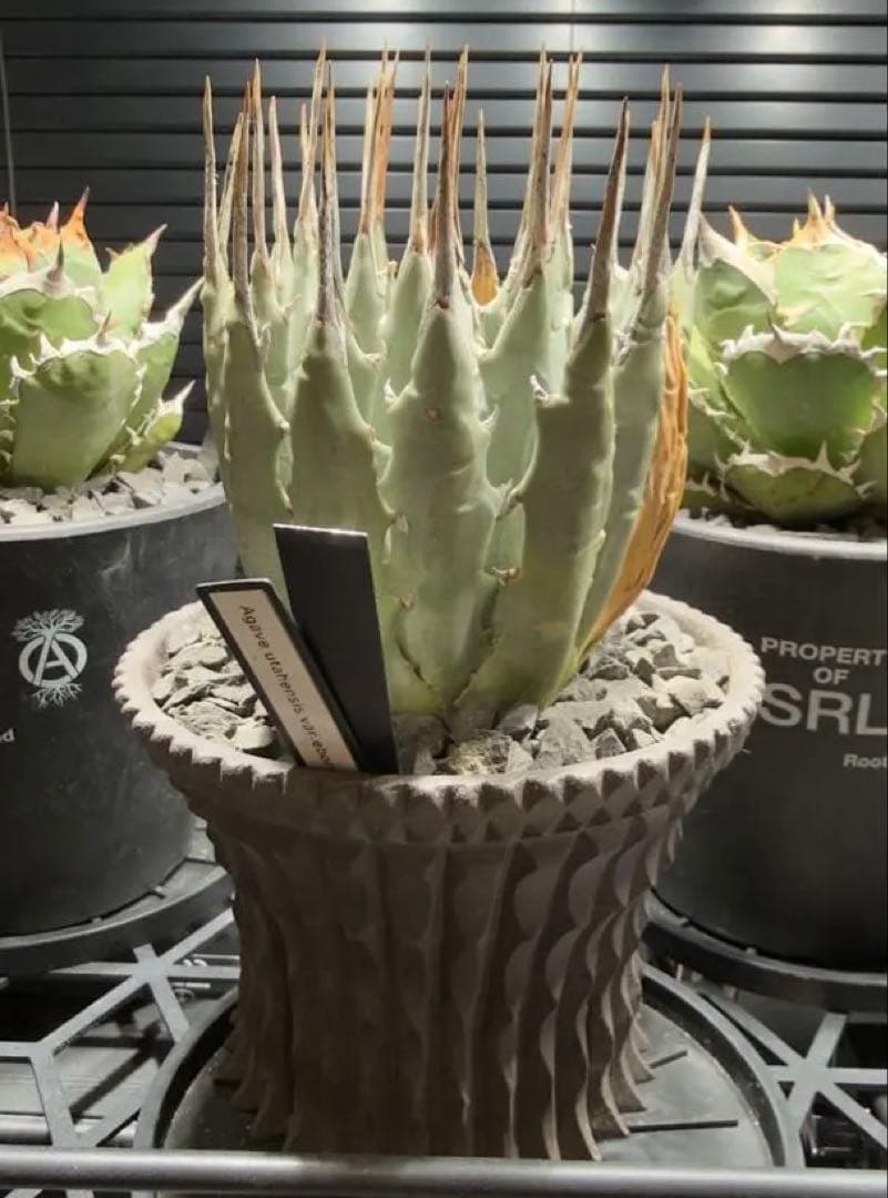 エボリスピナ　現地球　発根済