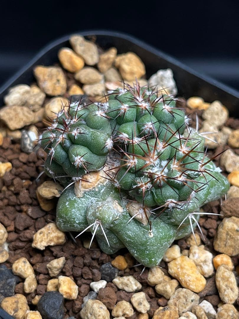 EMP コピアポア 黒王丸×竜爪玉 群生 実生 / CT37