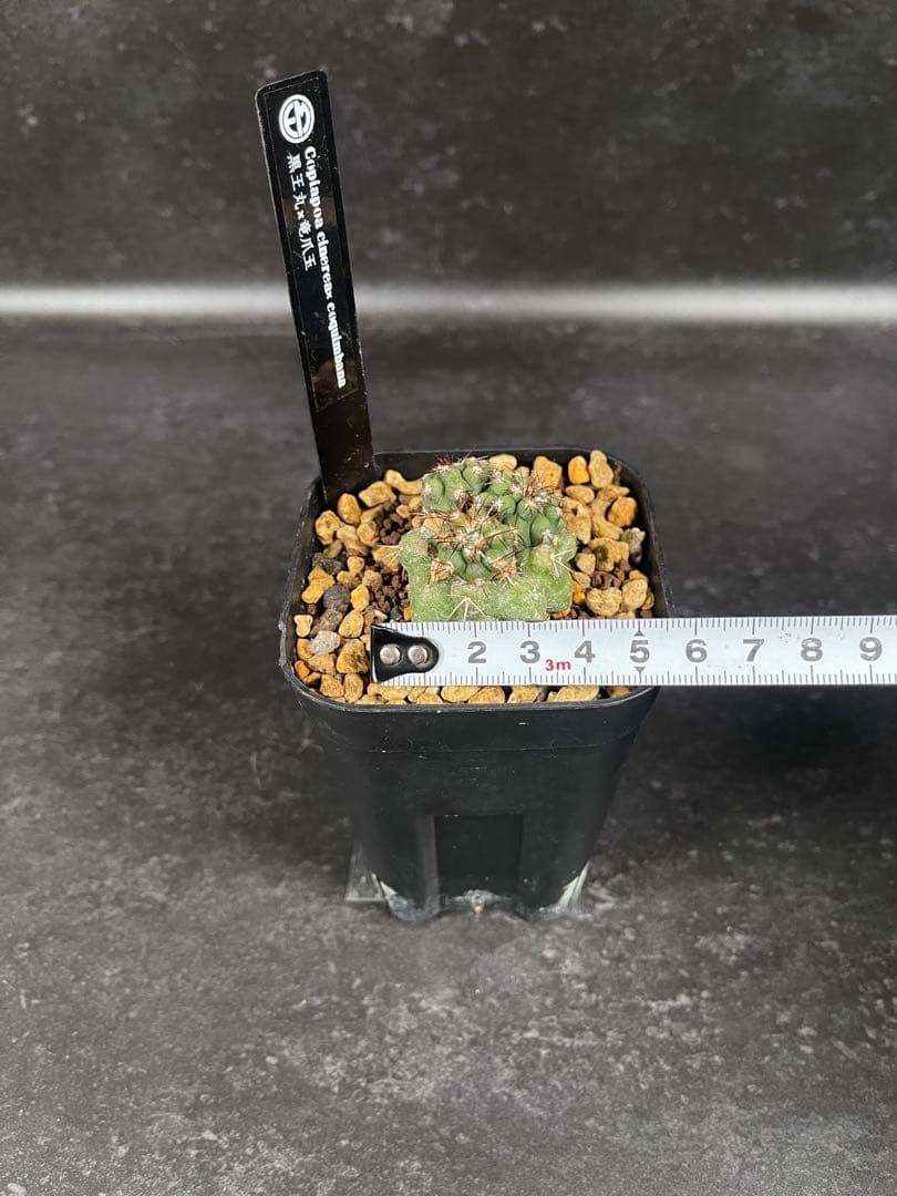 EMP コピアポア 黒王丸×竜爪玉 群生 実生 / CT37