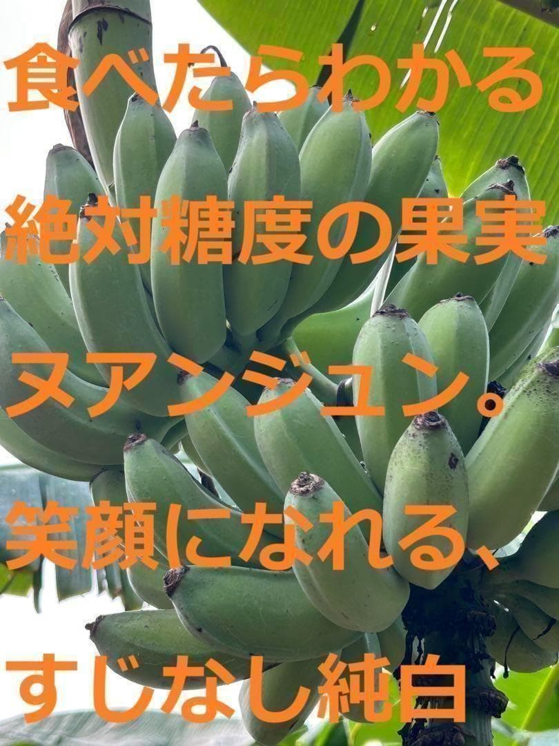 準親株。255㎝来夏収穫濃厚◆ドワーフ・ヌアンジュンバナナ◆TV放映。低木耐寒強