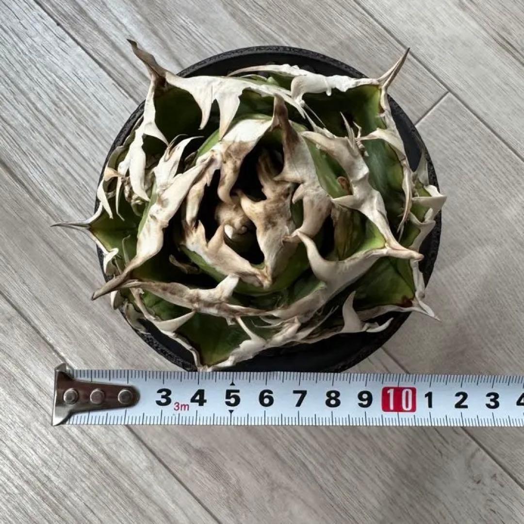 ジュン　アガベ　チタノタ　コック cok cg01 追星　親株