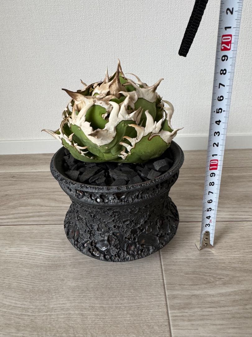 ジュン　アガベ　チタノタ　コック cok cg01 追星　親株