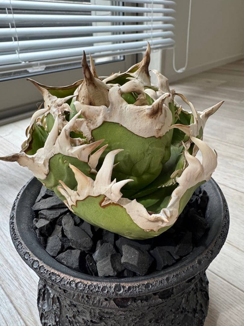 ジュン　アガベ　チタノタ　コック cok cg01 追星　親株