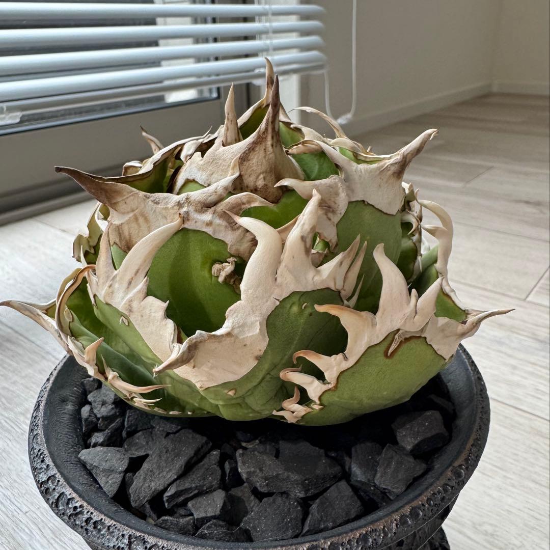 ジュン　アガベ　チタノタ　コック cok cg01 追星　親株