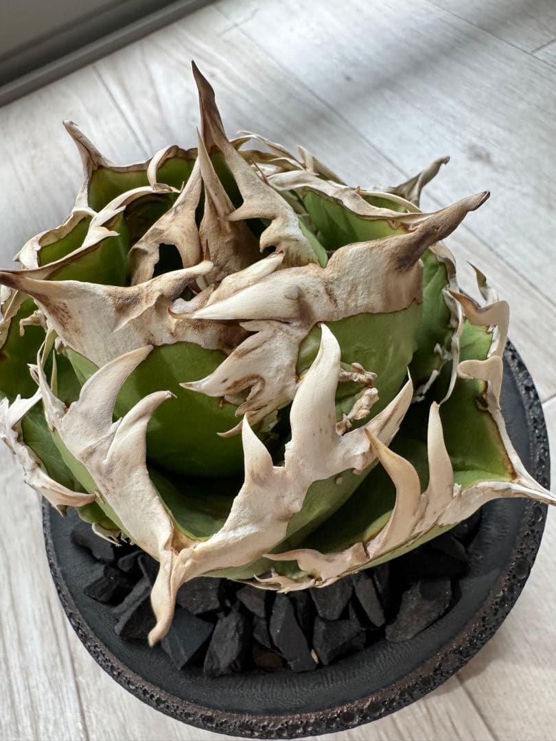 ジュン　アガベ　チタノタ　コック cok cg01 追星　親株