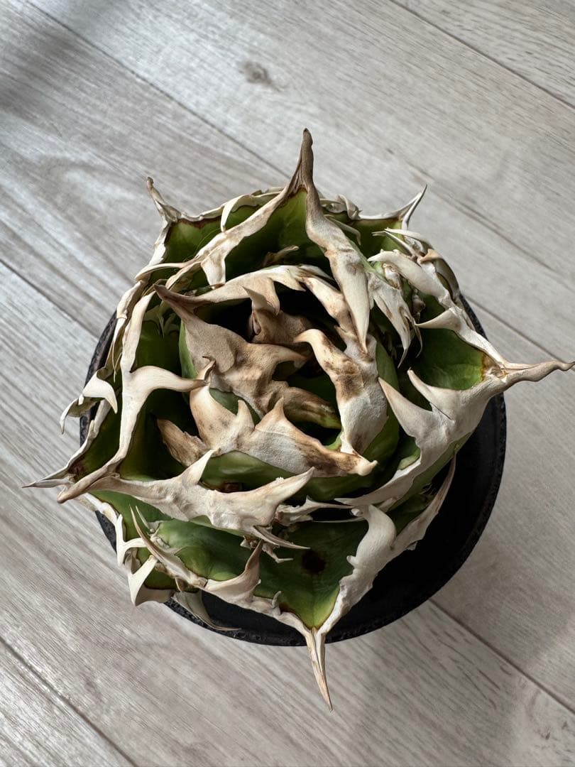 ジュン　アガベ　チタノタ　コック cok cg01 追星　親株