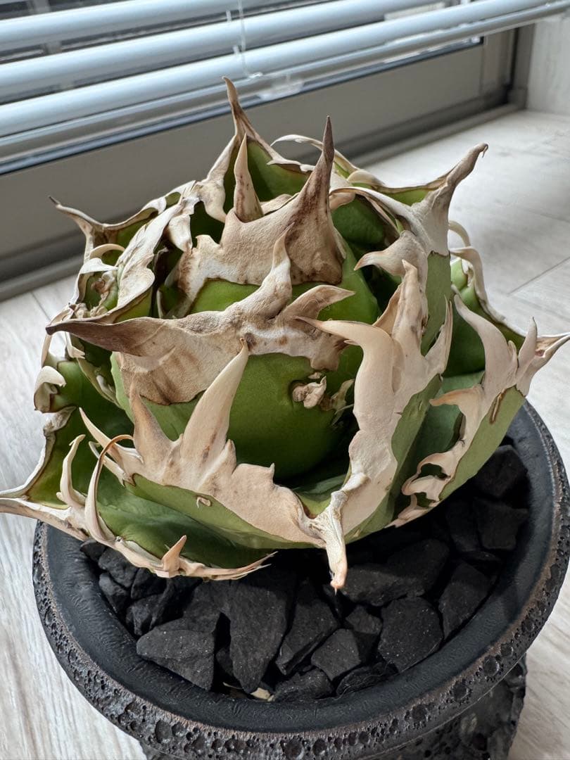 ジュン　アガベ　チタノタ　コック cok cg01 追星　親株