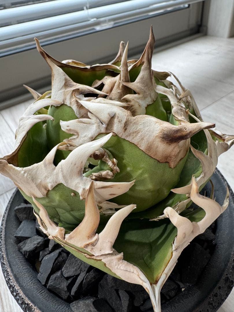 ジュン　アガベ　チタノタ　コック cok cg01 追星　親株