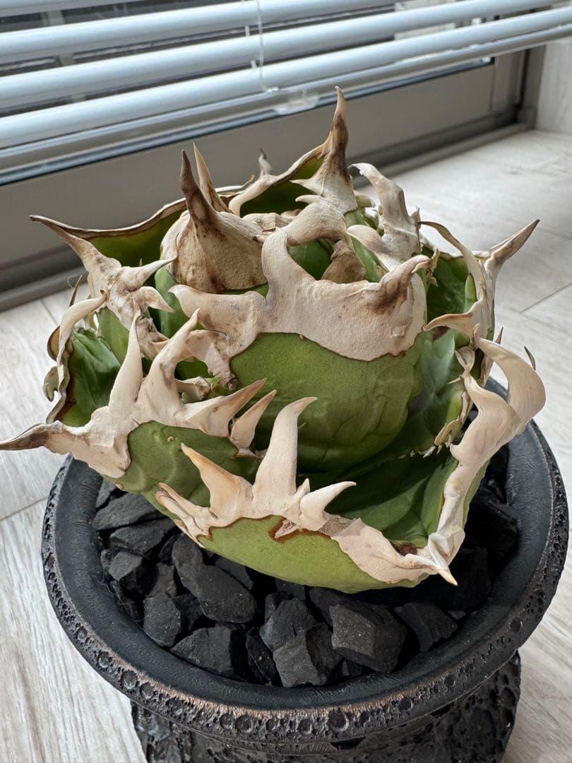 ジュン　アガベ　チタノタ　コック cok cg01 追星　親株